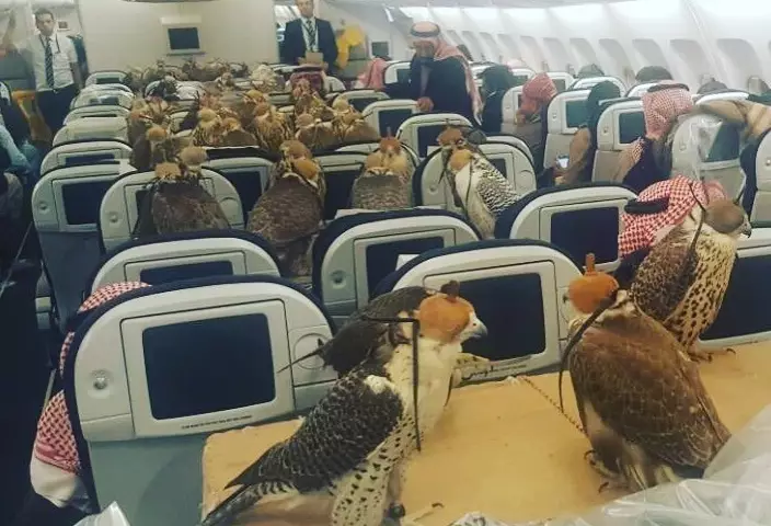 This Man Bought 80 Plane Tickets For His 80 Hawks