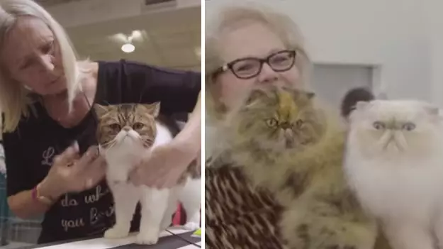 Everyone Is Obsessed With This Netflix Documentary About Cat Pageants