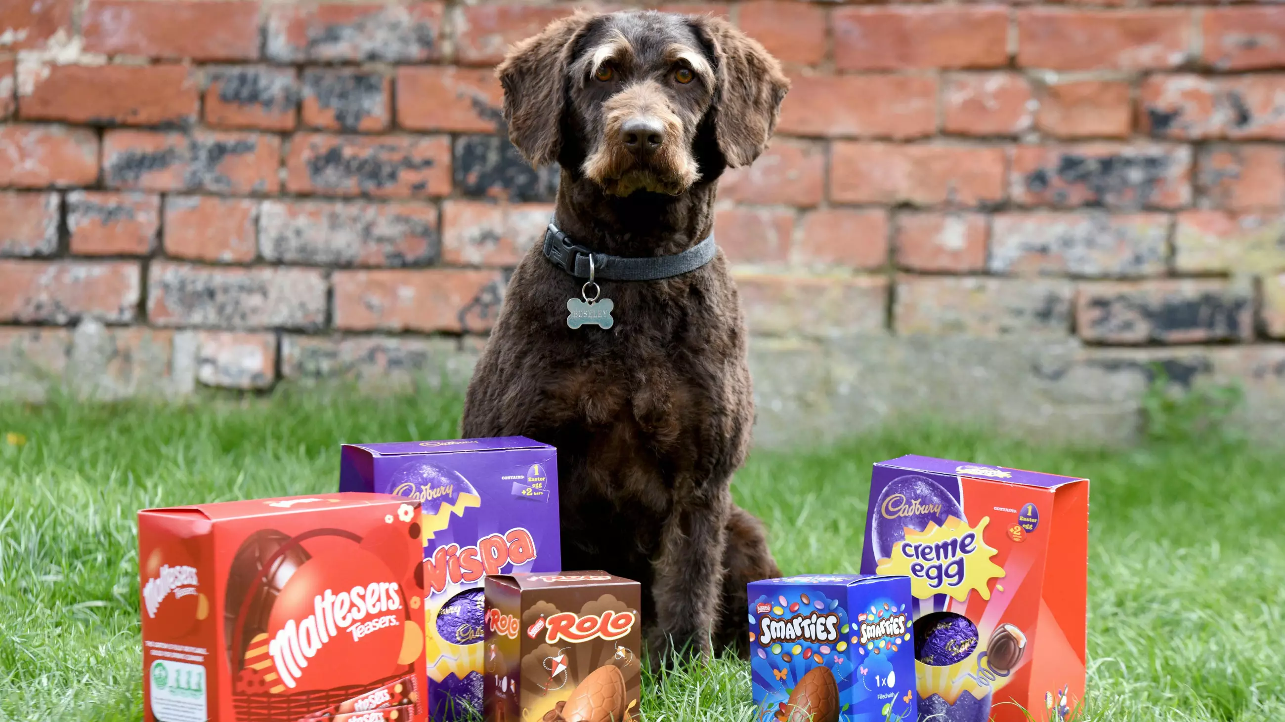 Greedy Labradoodle Rushed To Vets After Eating Seven Chocolate Easter Eggs