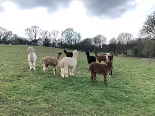 The 3-bed home has 5.5 acres of lush hilly land for its fluffy alpacas and Kune pigs to roam on (