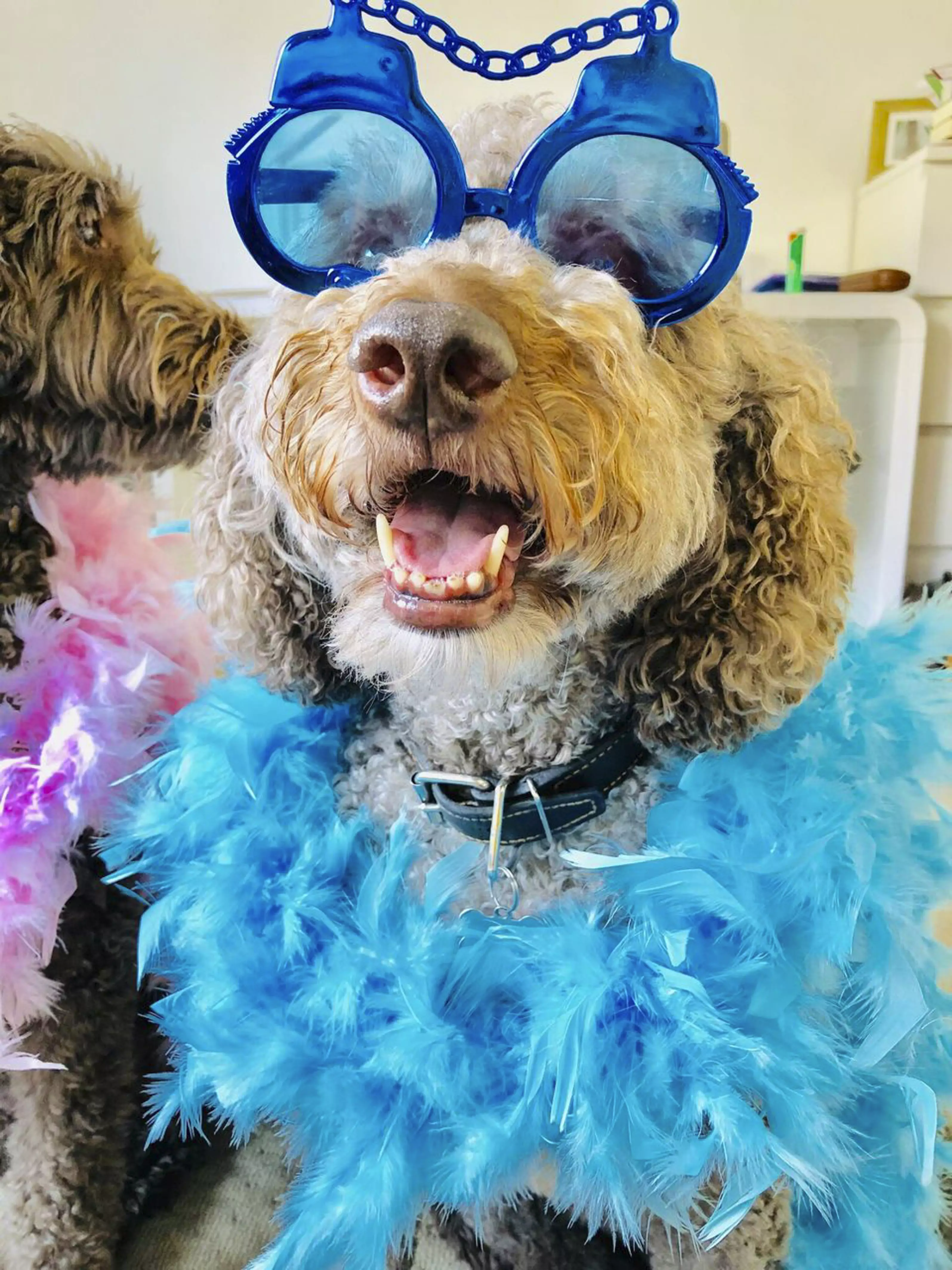 Some of the parties are fancy dress, making them even more fun for the doggos' parents (