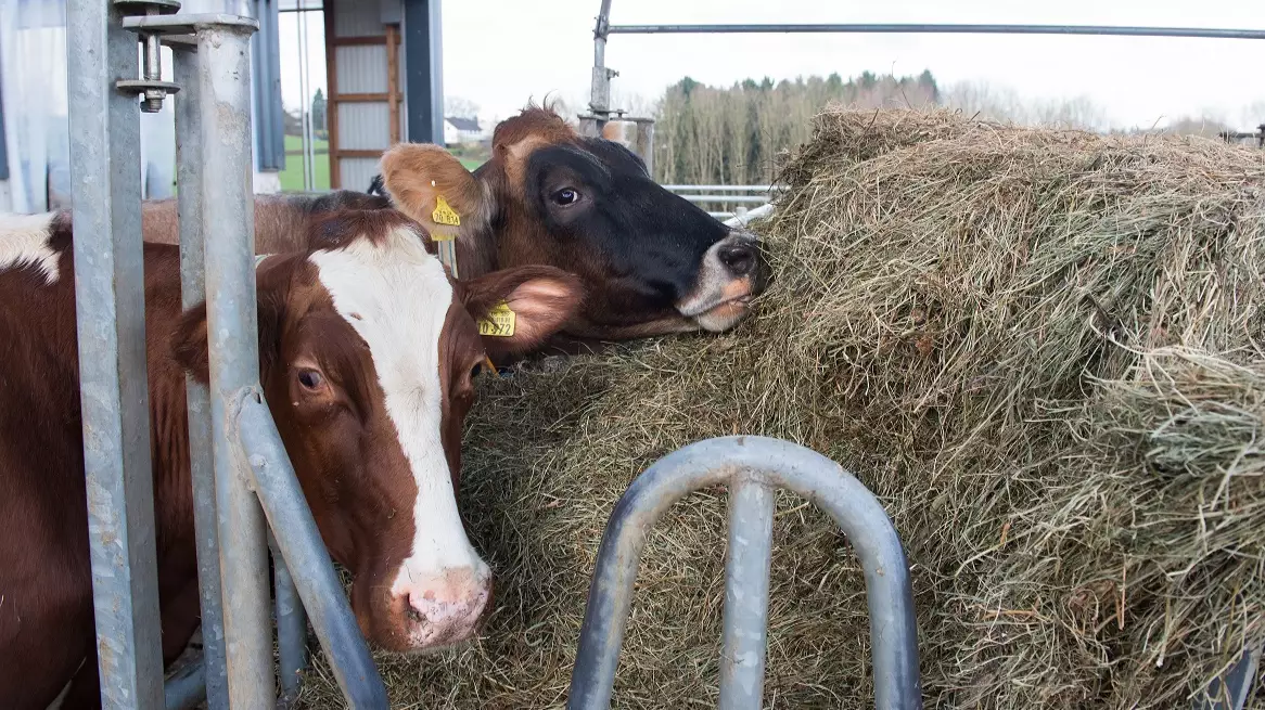 Farmer Uses Human Bra On His Cow So Calf Can Suckle