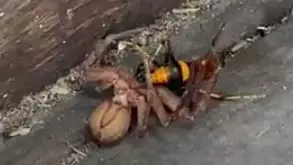 Huntsman Spider And Gigantic Wasp Battle To The Death