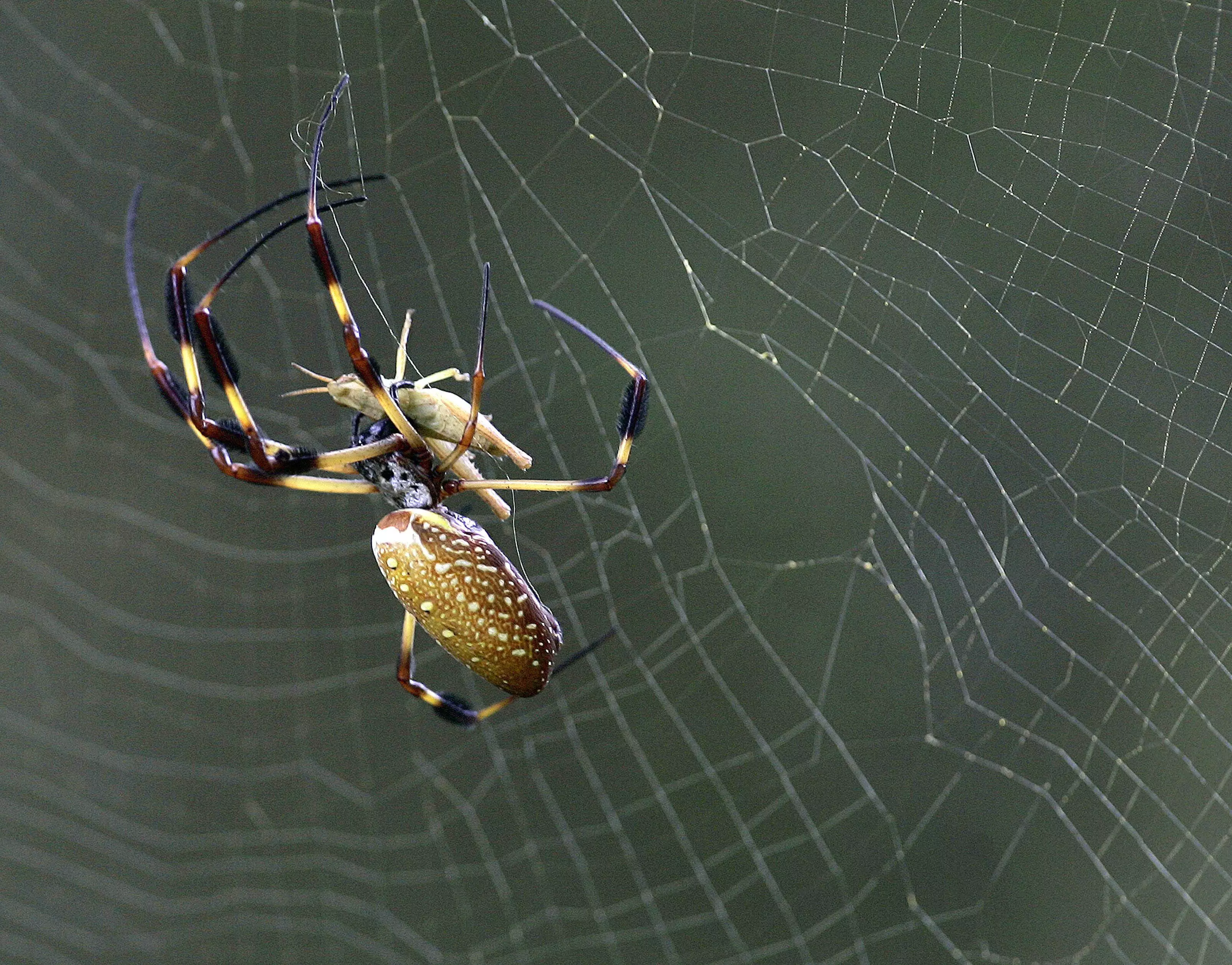 Man Finds Spiders That Cause Four Hour Erections In His Bananas