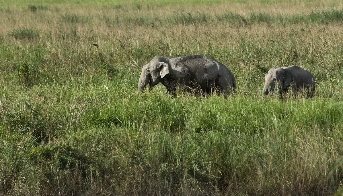 Elephant Herd Tramples Poacher To Death In India