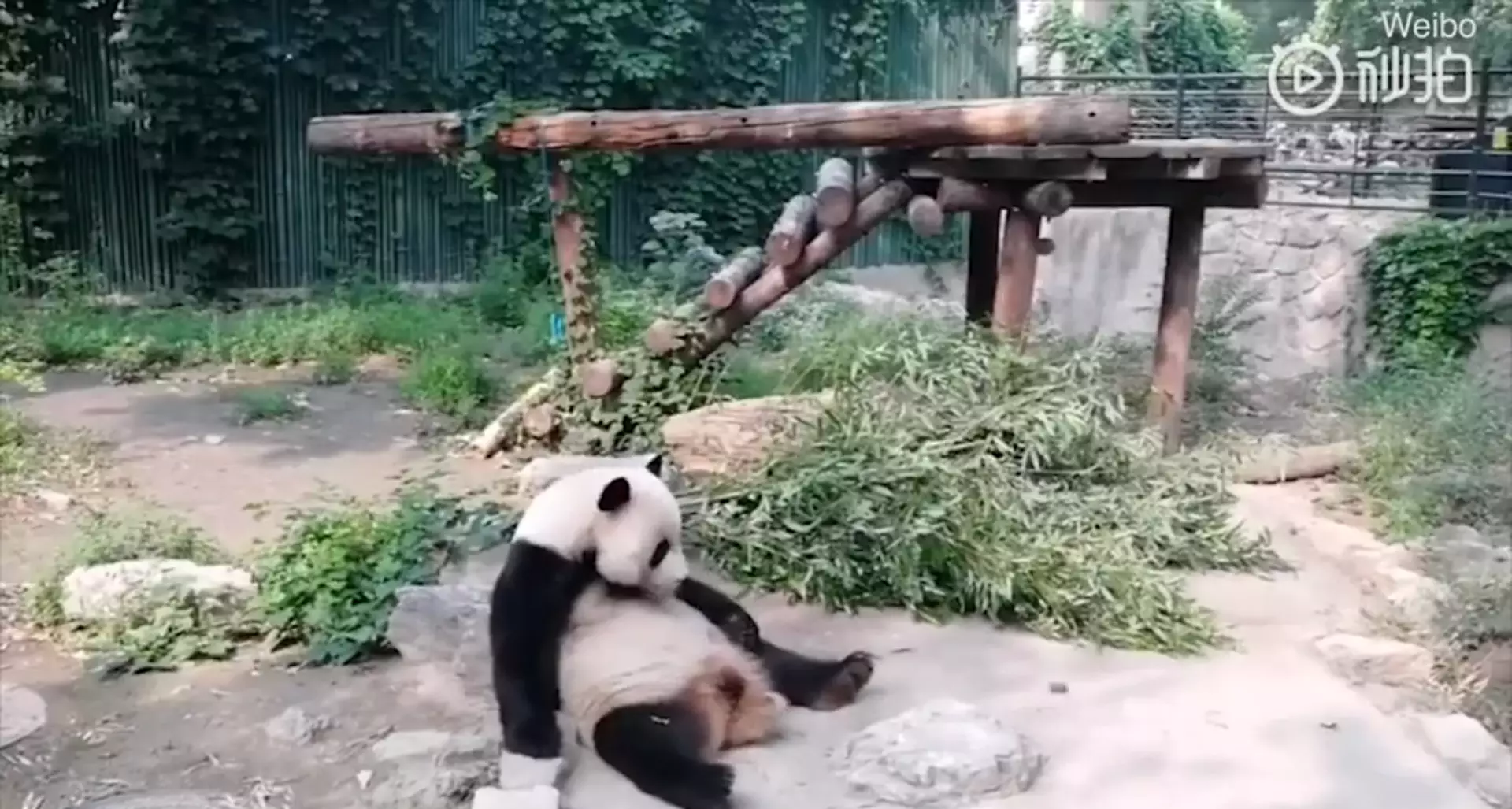 Seriously, who would throw rocks at a panda?