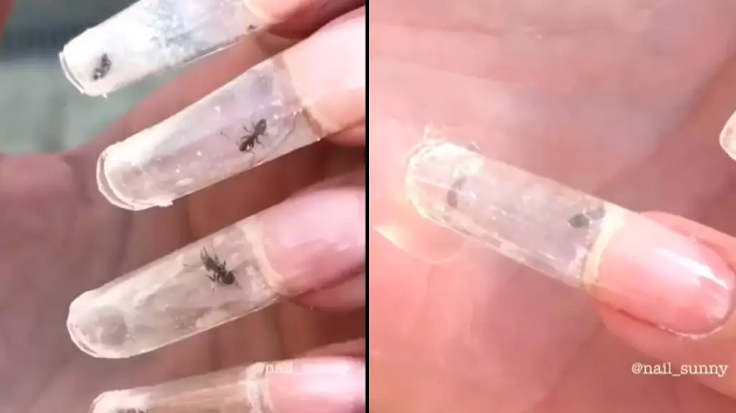 Nail Salon Slammed For Filling Woman's Nail Tips With Live Ants
