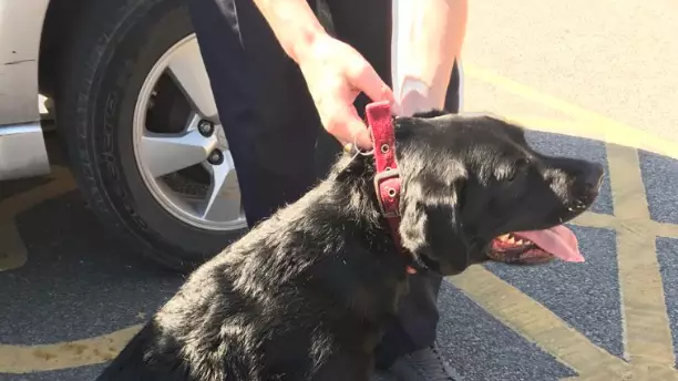 Cops Save Dogs From 50C Heat In Car - And Will Now Prosecute Their Owners