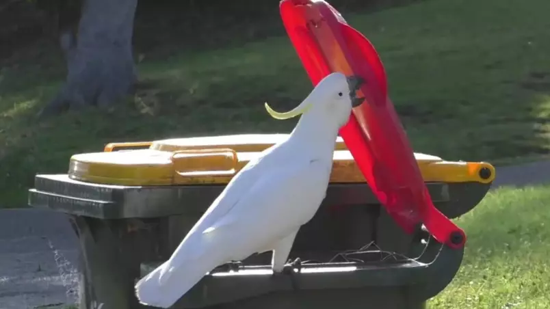 Clever Cockatoos Have Taught Themselves How To Open Rubbish Bins