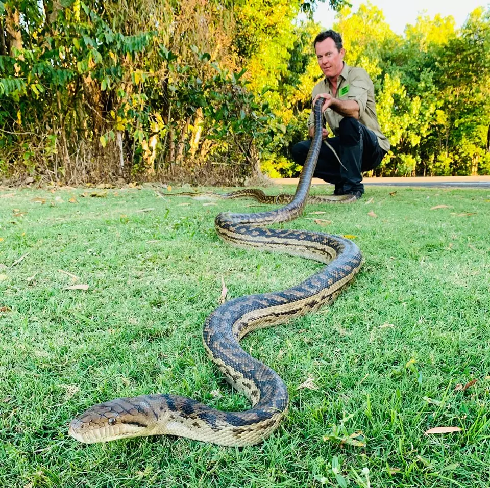 Matt Hagan rescued this huge snake from a couple's home in Cairns.