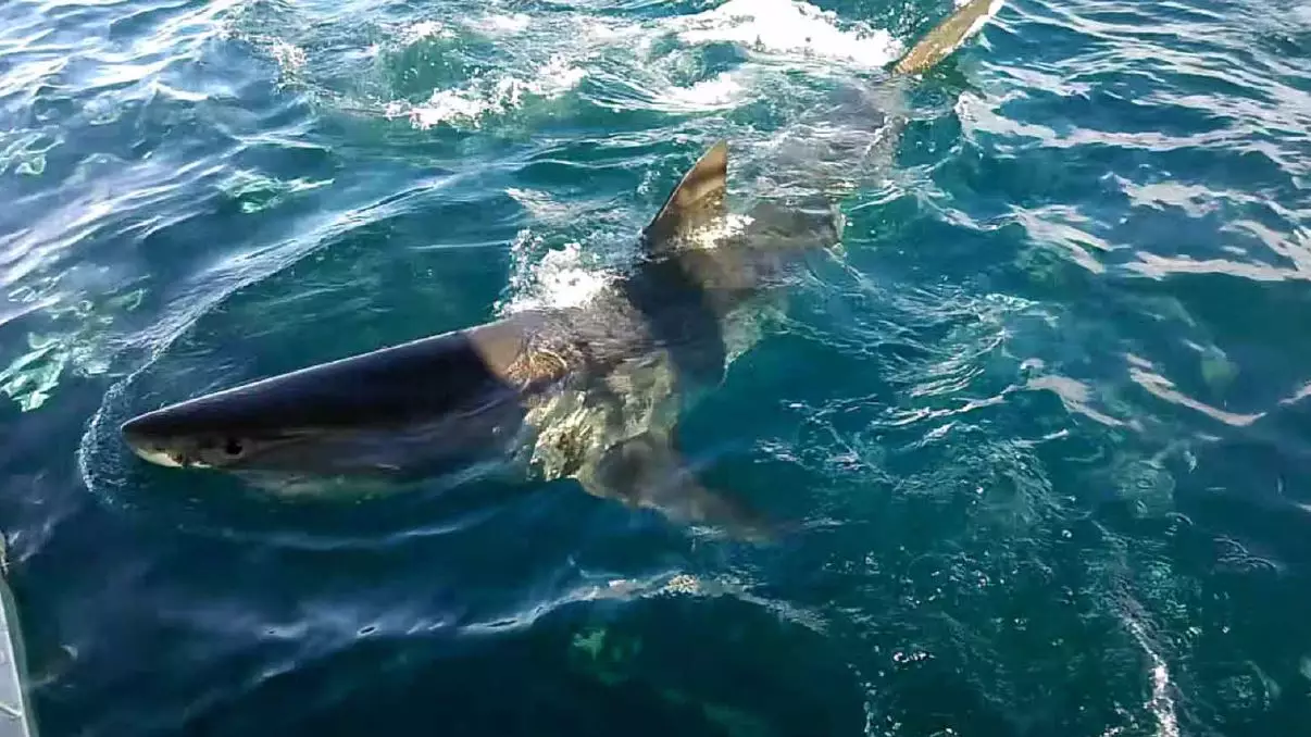 Great White Shark Takes A Bite Of A Boat For Lunch