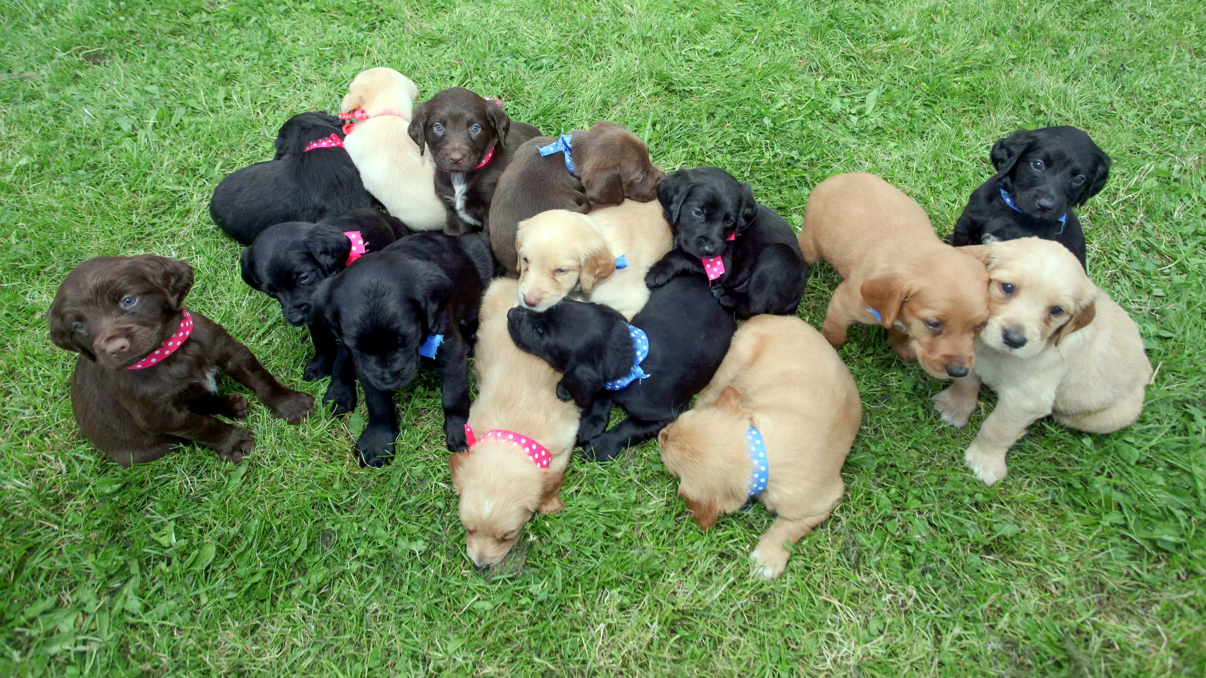 Dog Gives Birth To One Of The Largest Litters Ever Of 16 Puppies
