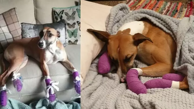 Dog Wore Her Paws Out Running From Fireworks On New Year's Eve
