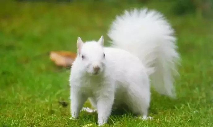 There are around 50 albino squirrels in the UK.