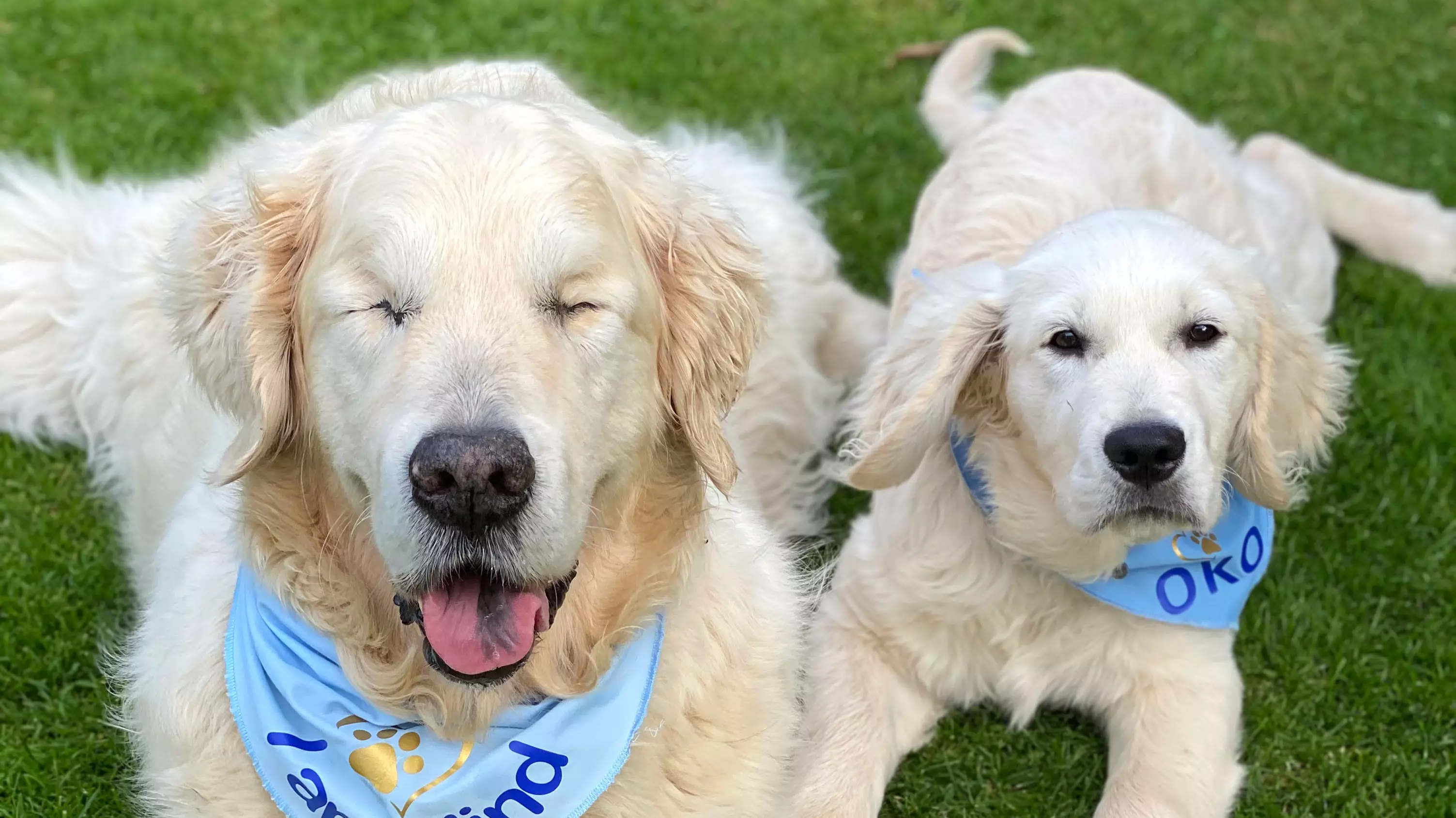 Blind Pooch Has His Very Own Guide Dog Puppy