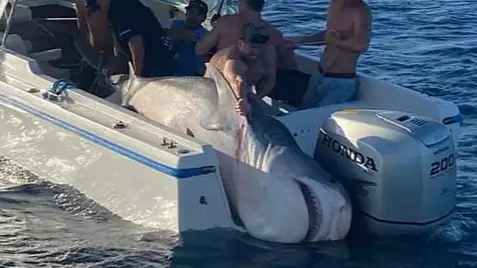 Fishermen Catch A Whopping 394kg Tiger Shark Off Sydney Coast