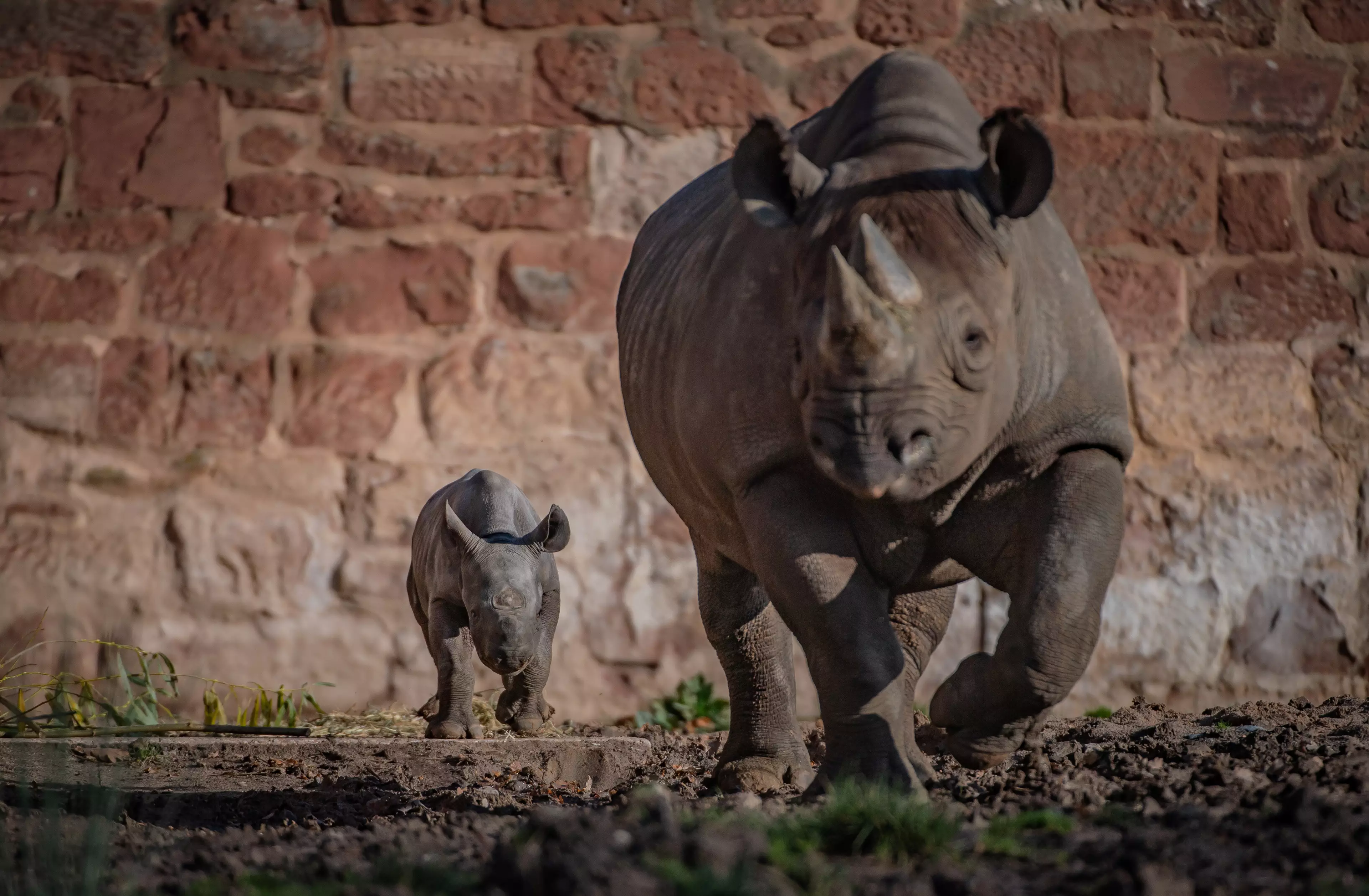 Zookeepers are now asking the public to help them decide on the name of the little rhino (