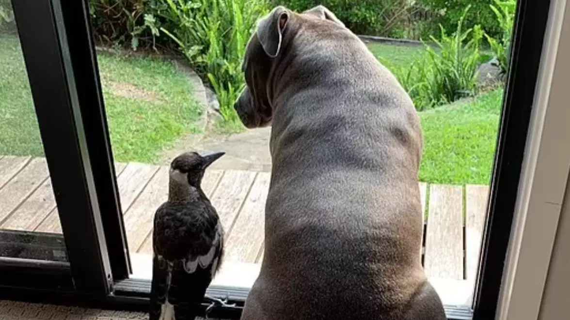 Staffy Becomes Unlikely Best Mates With Adopted Magpie In Australia