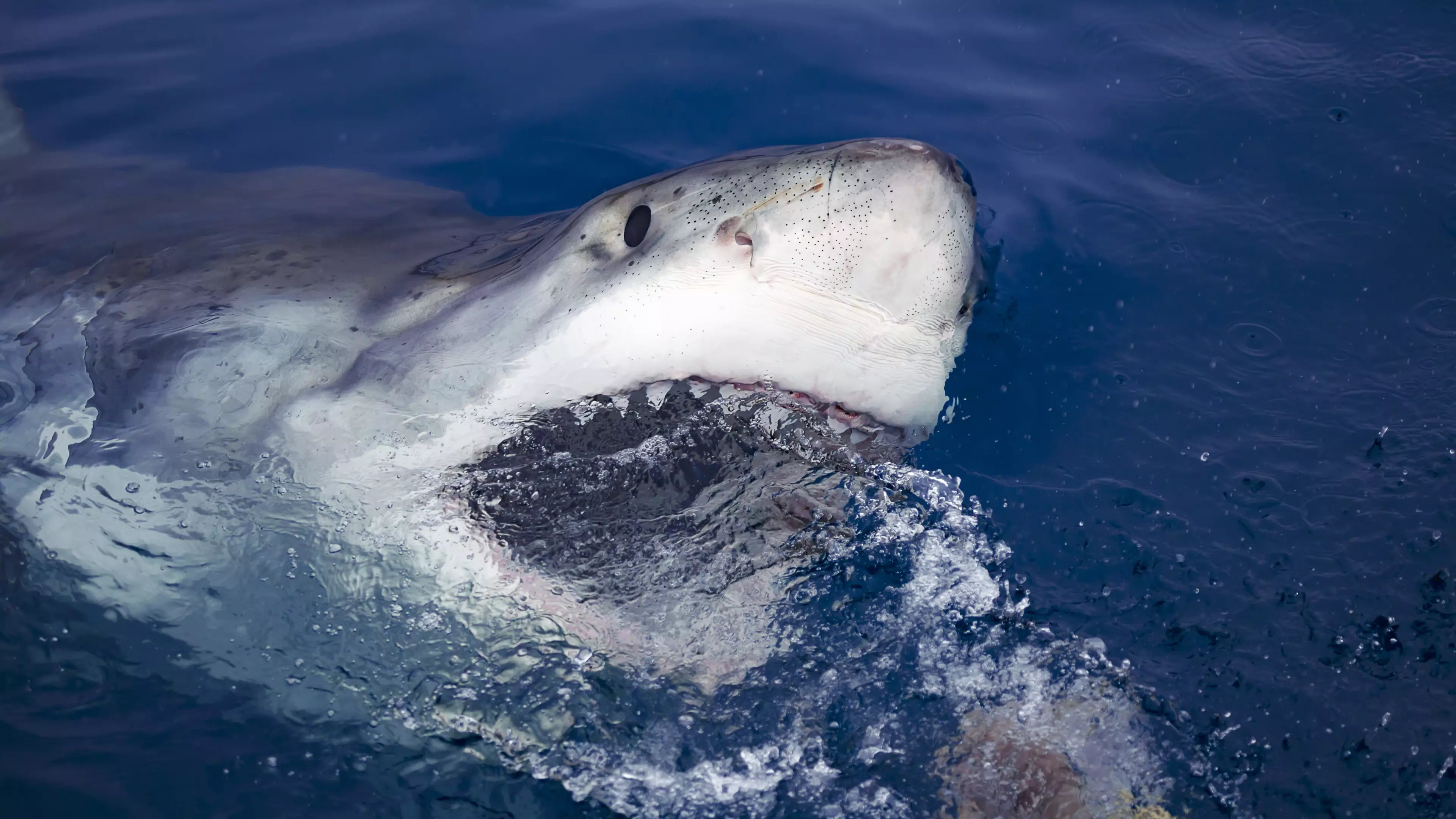 Surfer Fights Off Shark By Punching It In The Eye And Telling It To 'F*** Off'