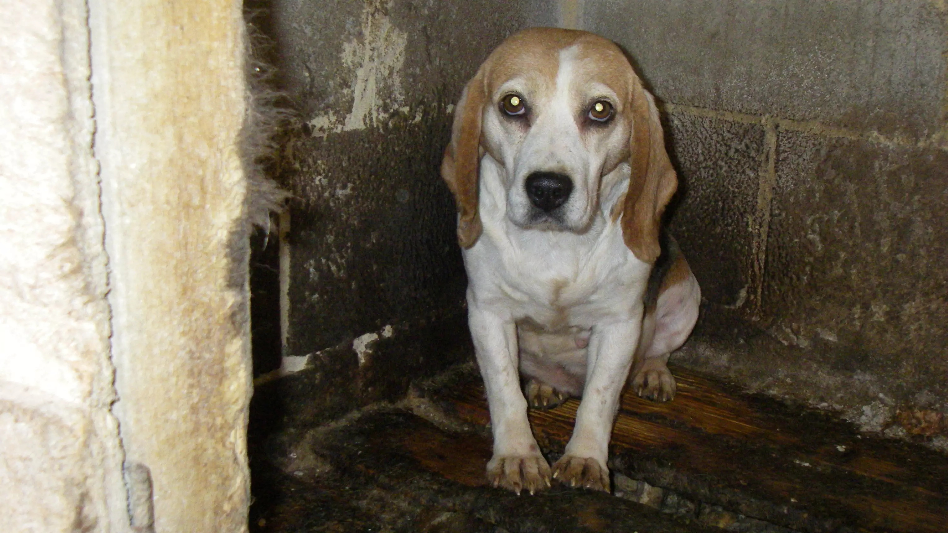 Sick Puppy Farmer Kept 20 Dogs In Cold Kennels Without Any Light