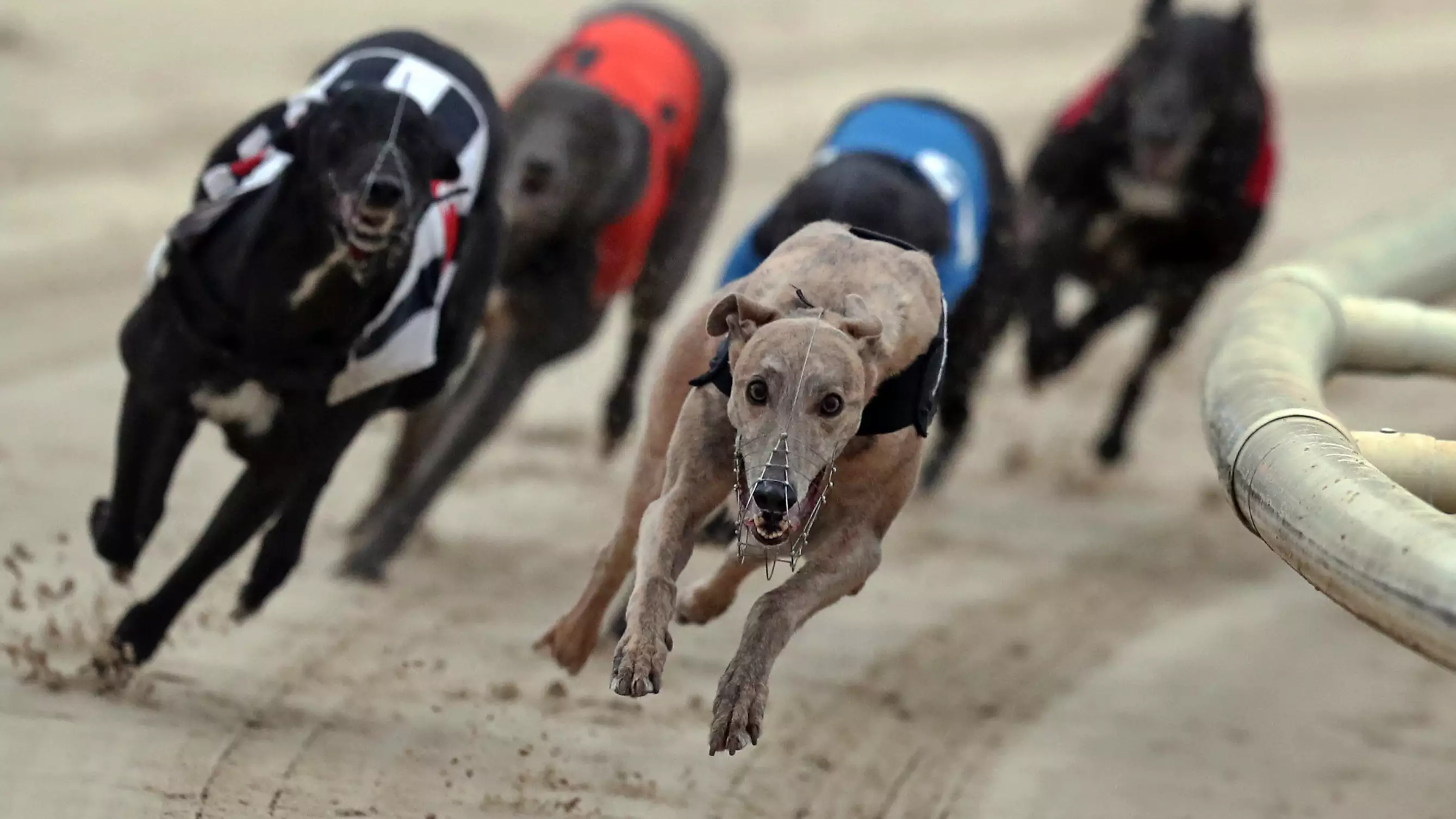 Charities Call For End To Greyhound Racing After Over 500 Deaths In One Year