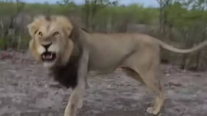 Guy Gets Instant Karma When Teasing A Lion