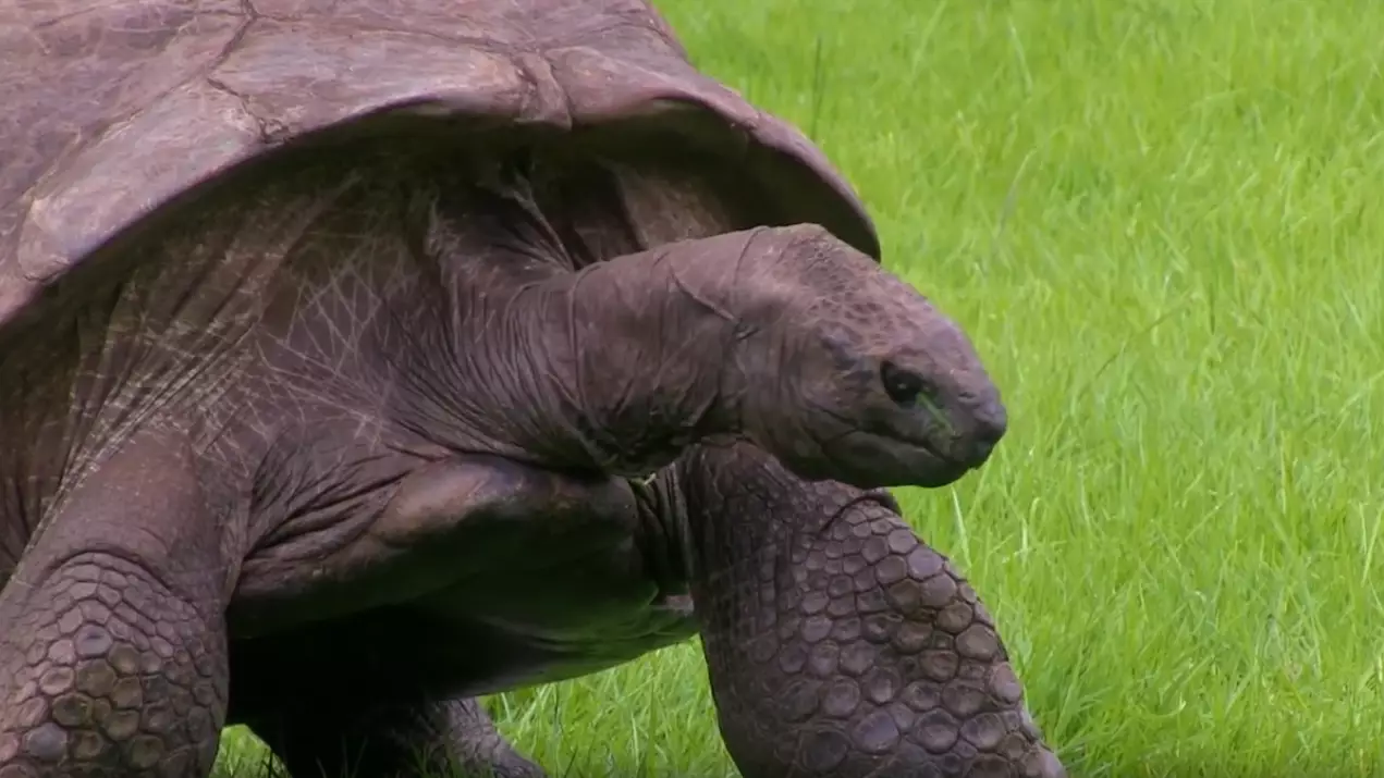 World's Oldest Tortoise Is Found To Be Gay 