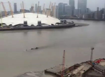 What The Fuck Is This Black Alien River Monster Roaming The Thames?