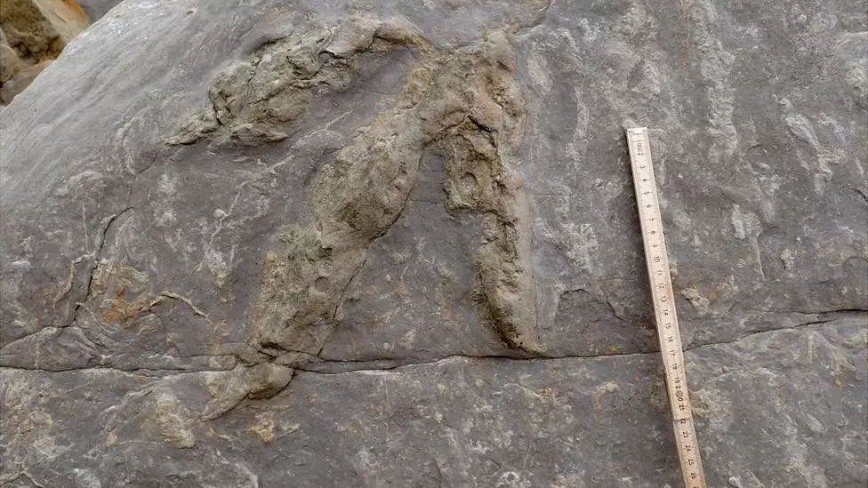 More than 85 dinosaur footprints have been found in the UK.