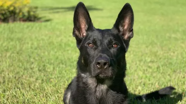 Police Dog Shot And Killed In Line Of Duty After Saving Colleagues' Lives 