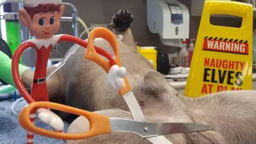 Vet Surgery Shares Incredible Elf On The Shelf Picture To Encourage Dog Owners To Give Pets The Snip