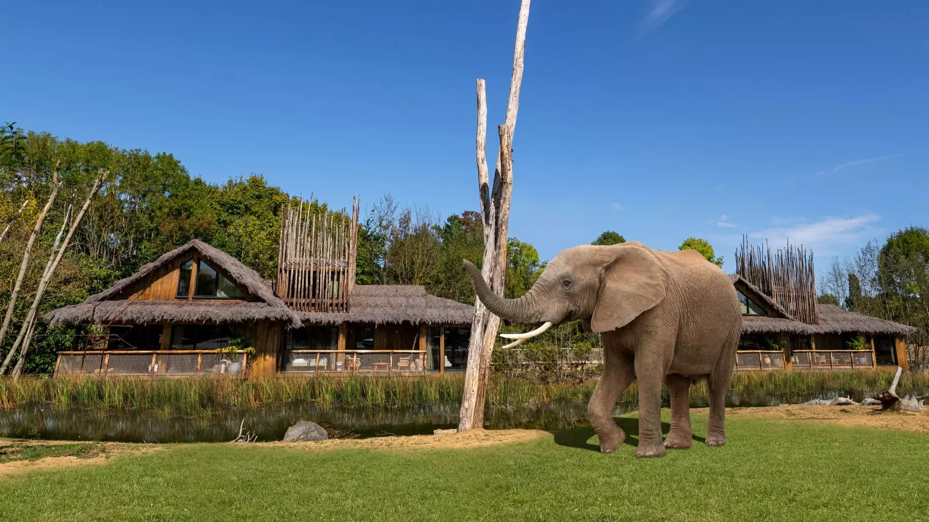You Can Soon Stay In UK Safari Lodges And See Elephants From Your Room