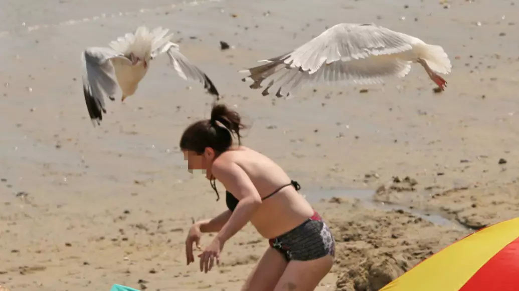 Aggressive Seagulls Attack Beach-Goers During Heatwave