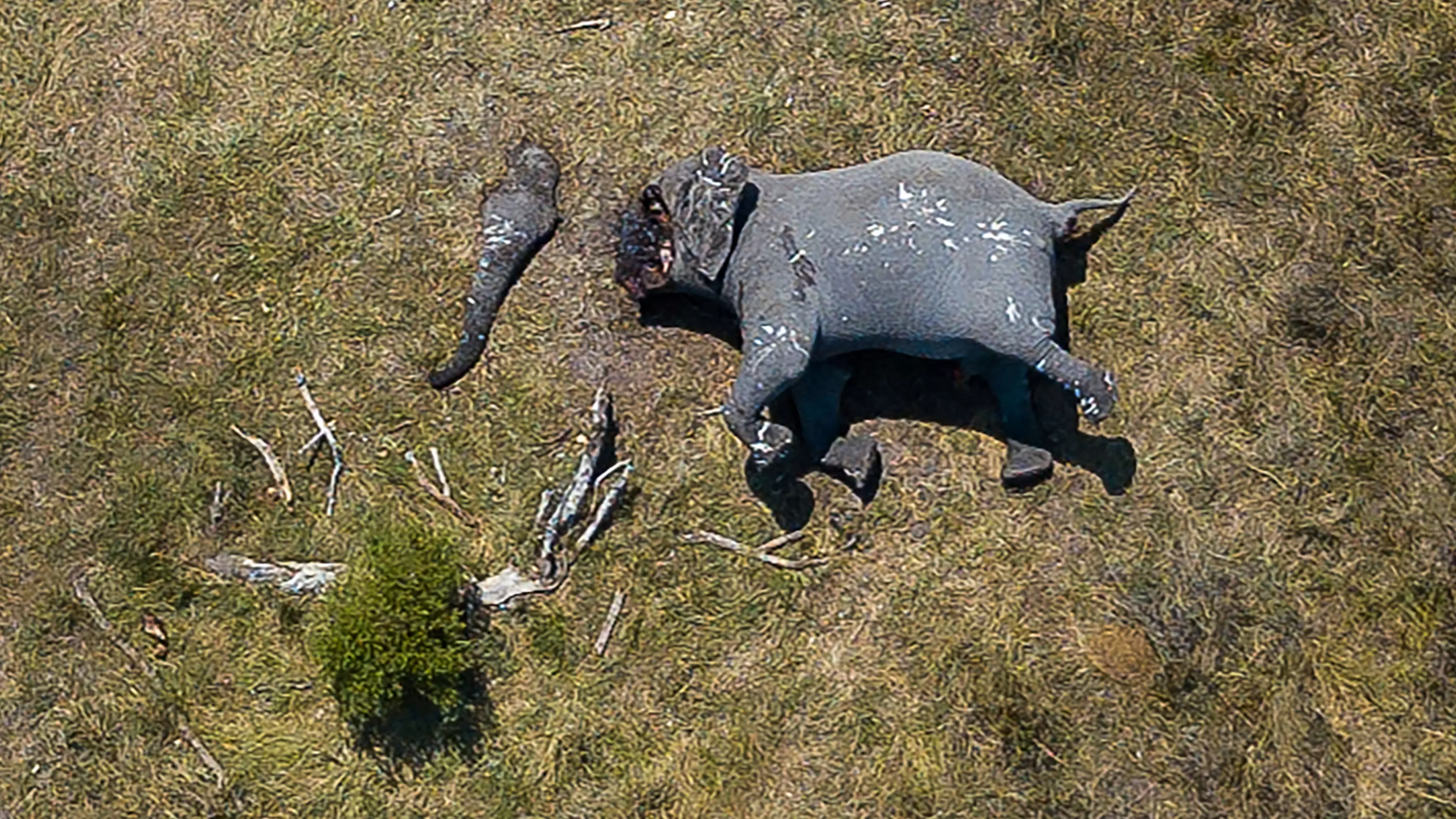 Horrifying Image Shows African Elephant With Its Trunk And Tusks Cut Off By Poachers