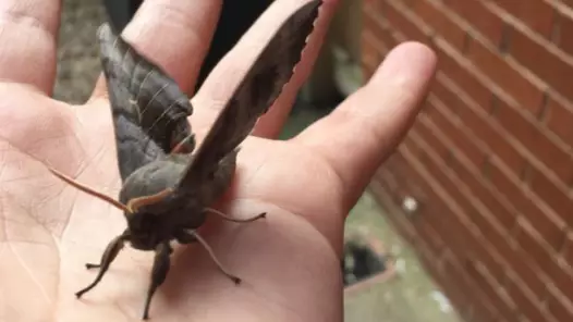 Sex-Seeking Giant Moths Have Awoken In The UK 