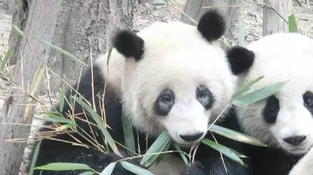 ​Pandas Are So Ill Their Black Eye Circles Are Turning White