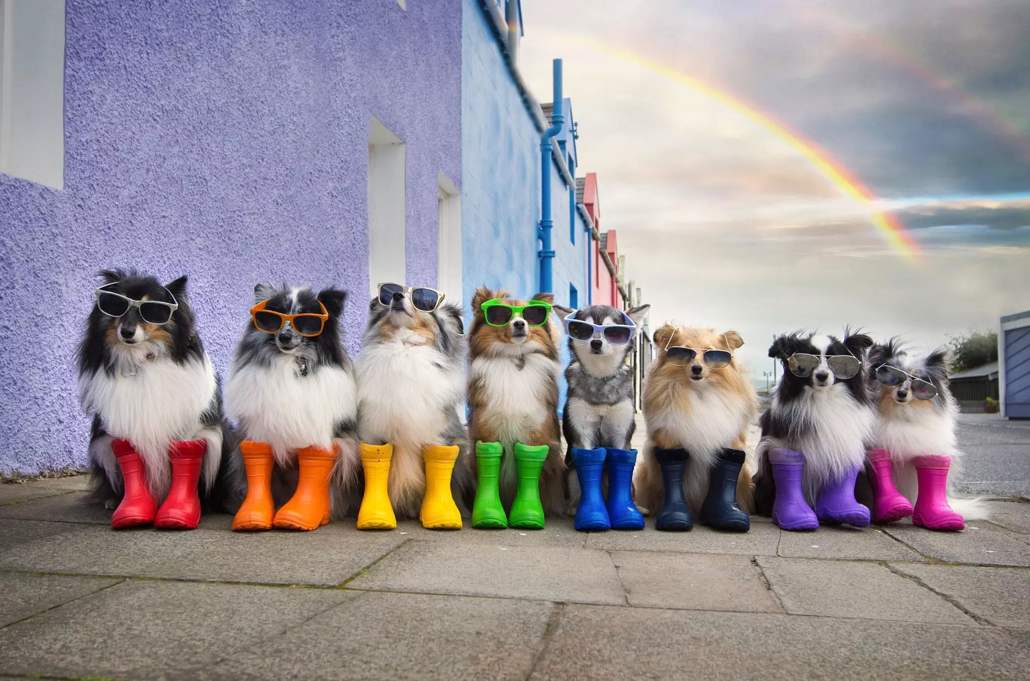 The dogs appearing to wear wellingtons is seriously cute (