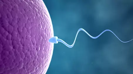 Plummeting Sperm Count 'May Lead To Human Extinction'