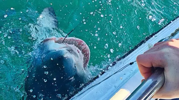 Shark Weighing A Massive 32 Stone Caught Off The Coast Of Cornwall