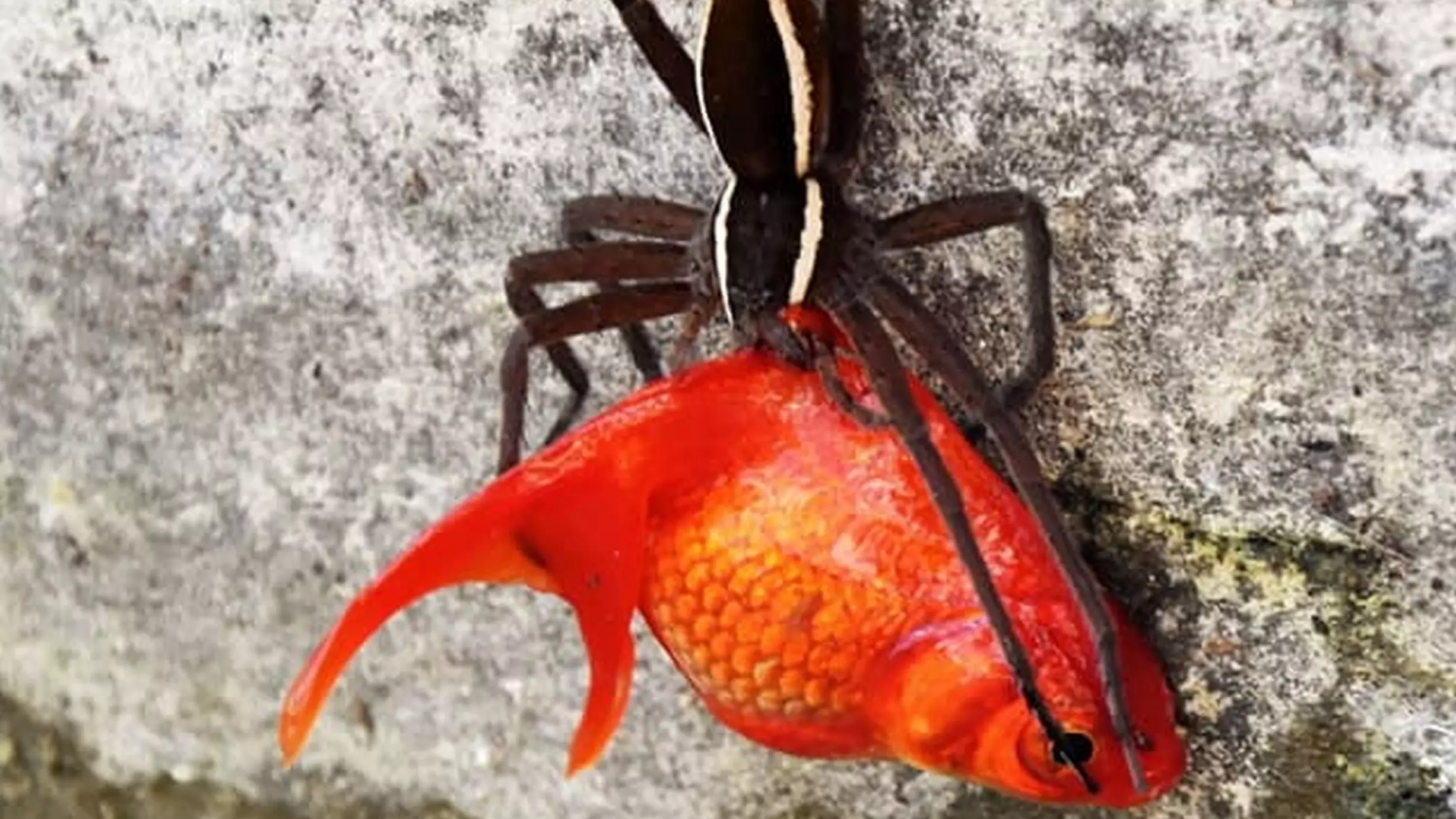 Man Catches Spider Stealing His Pet Goldfish From The Pond In Its Mouth