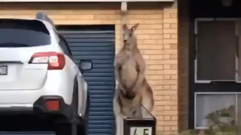 Video Captures Kangaroo Standing Outside Someone's Home Like Bouncer