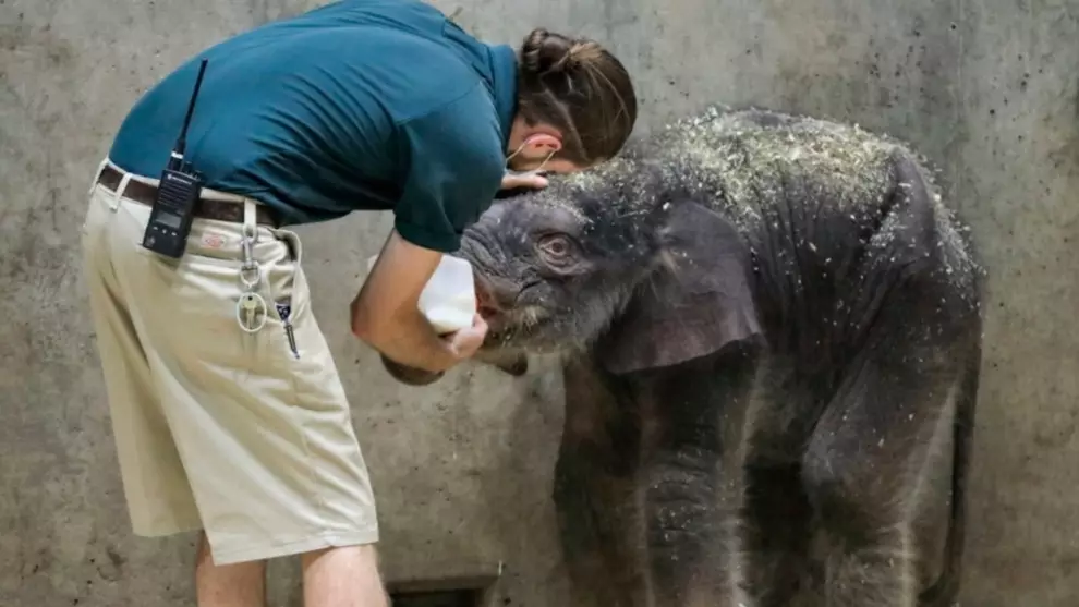 Three-Week-Old Elephant Had To Be Put To Sleep After Being Born With Health Problems