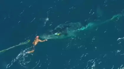 Man Hailed A Hero For Jumping Into Ocean To Free Baby Whale Trapped In Netting