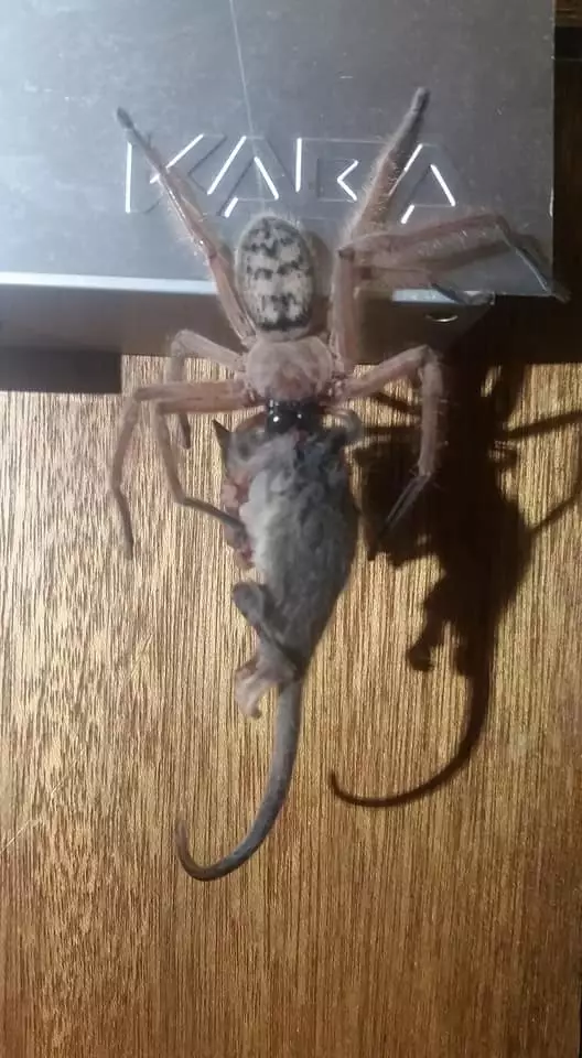 The huntsman spider with the pygmy possum.
