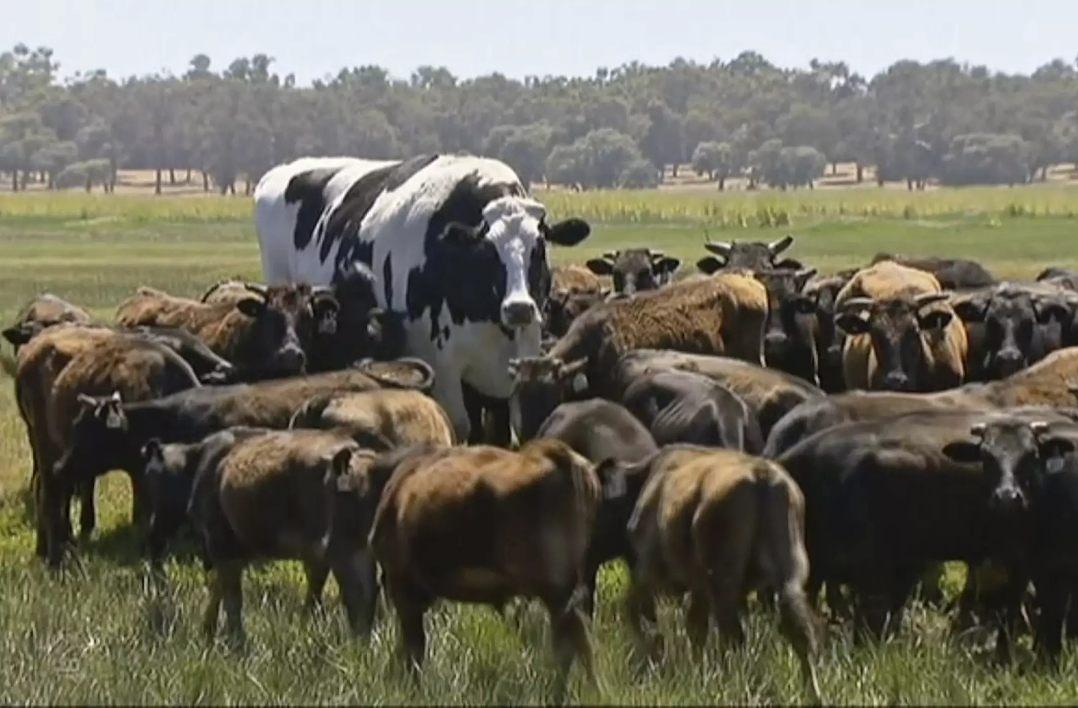 Knickers the gigantic cow - sorry - 'steer'.