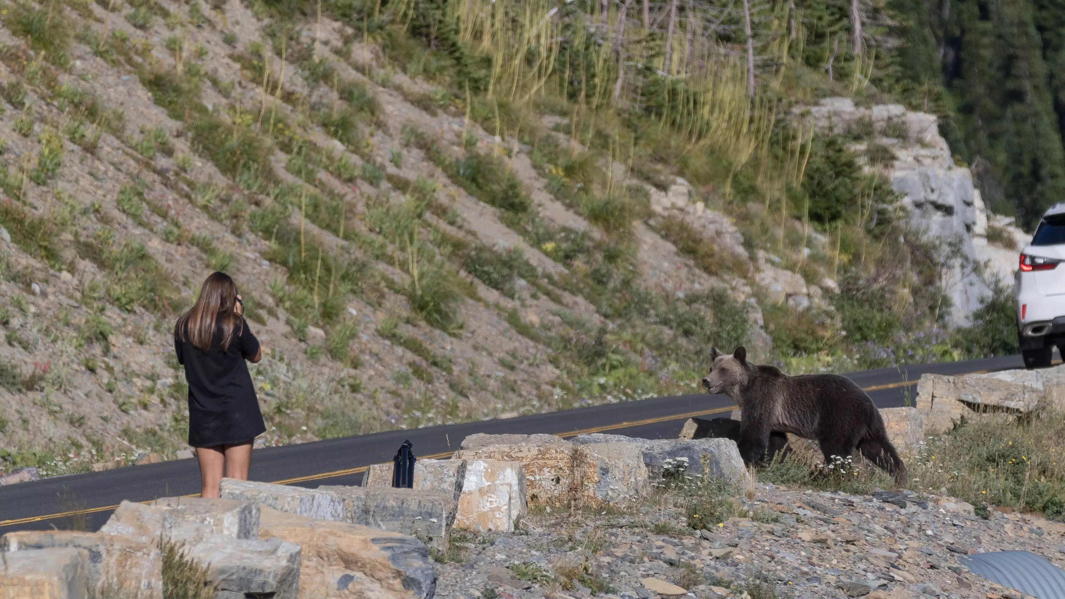 Woman Carries On Photographing Bear As It Moves Closer Towards Her