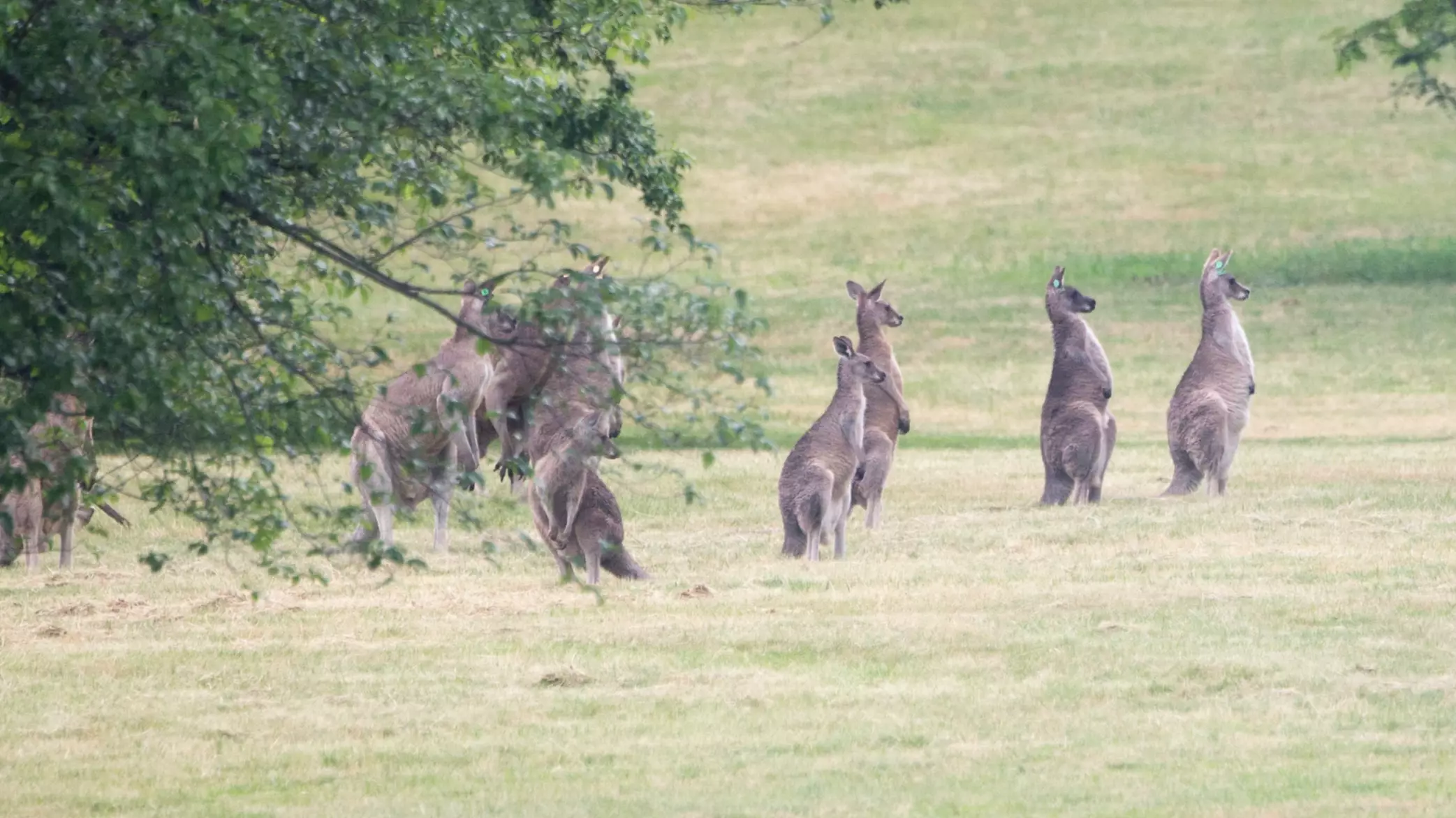 Teenager Charged With Torture Offences After 20 Kangaroos And Joeys Were Savagely Killed 