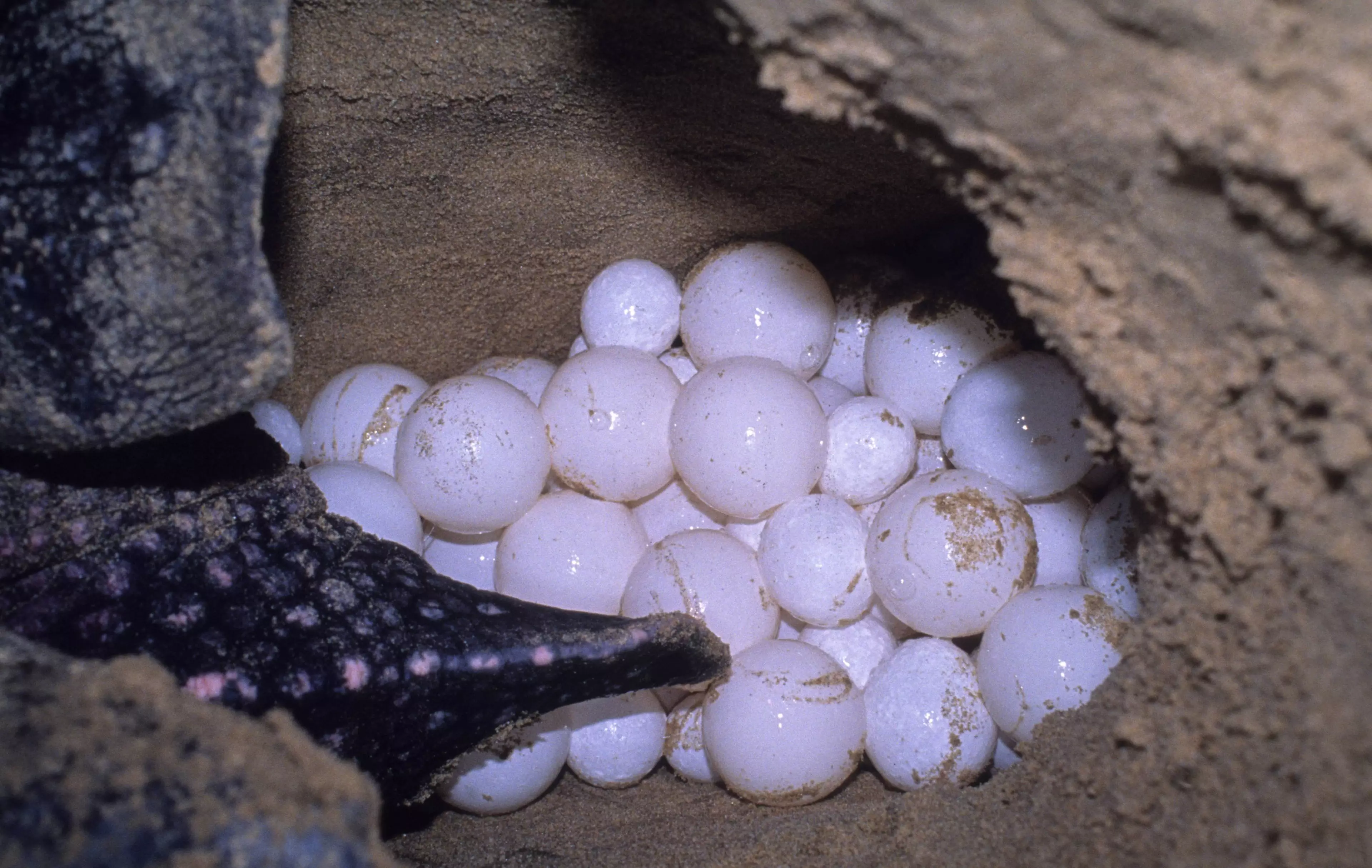 Rare Leatherback turtles have laid eggs in Phuket for the first time in five years.