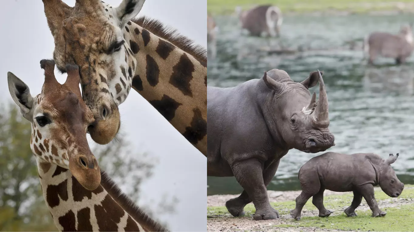 Chester Zoo Needs A Keeper To Look After The Giraffes And Rhinos