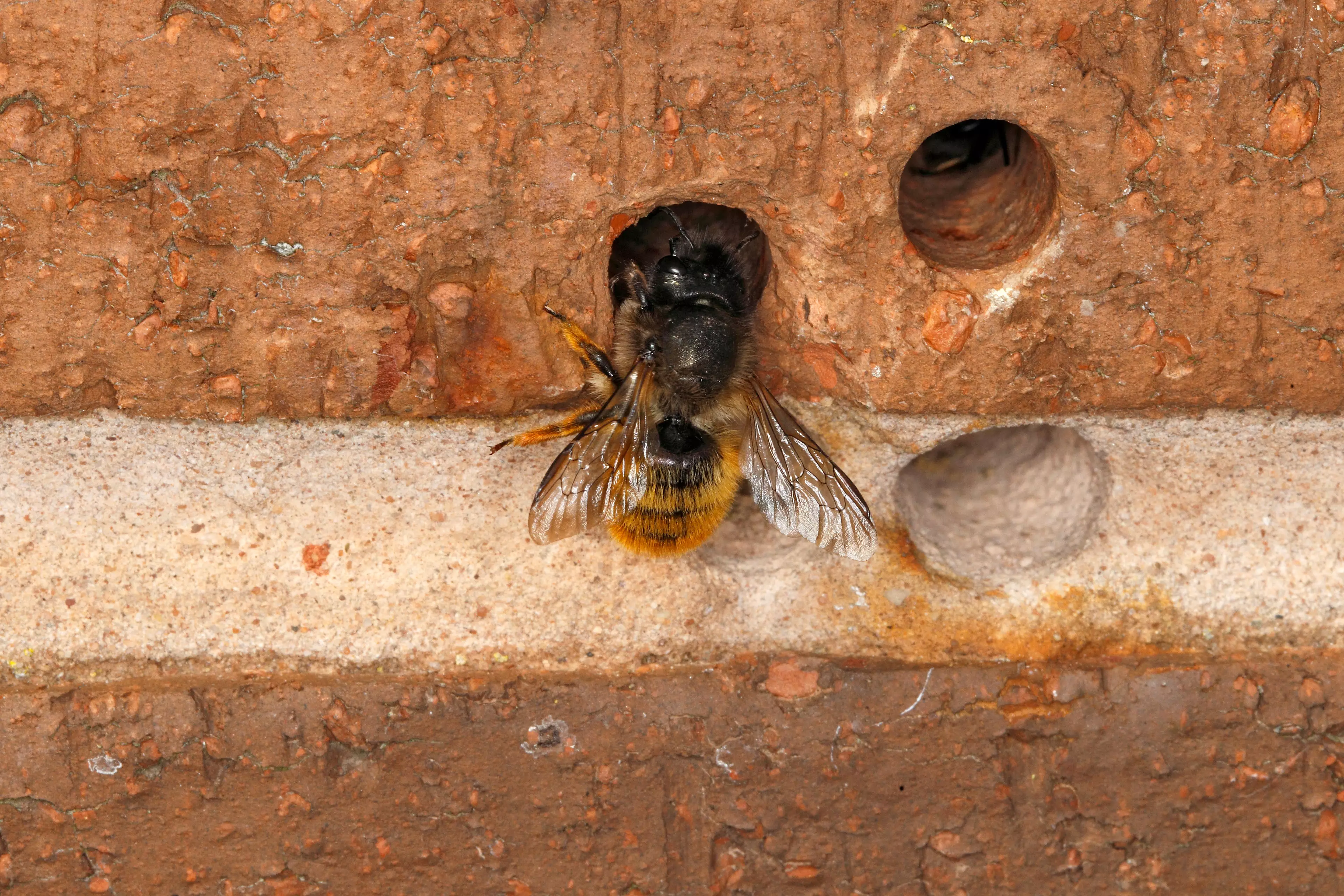 ​Initiative To Save The Bees ‘Could Do More Harm Than Good’ 